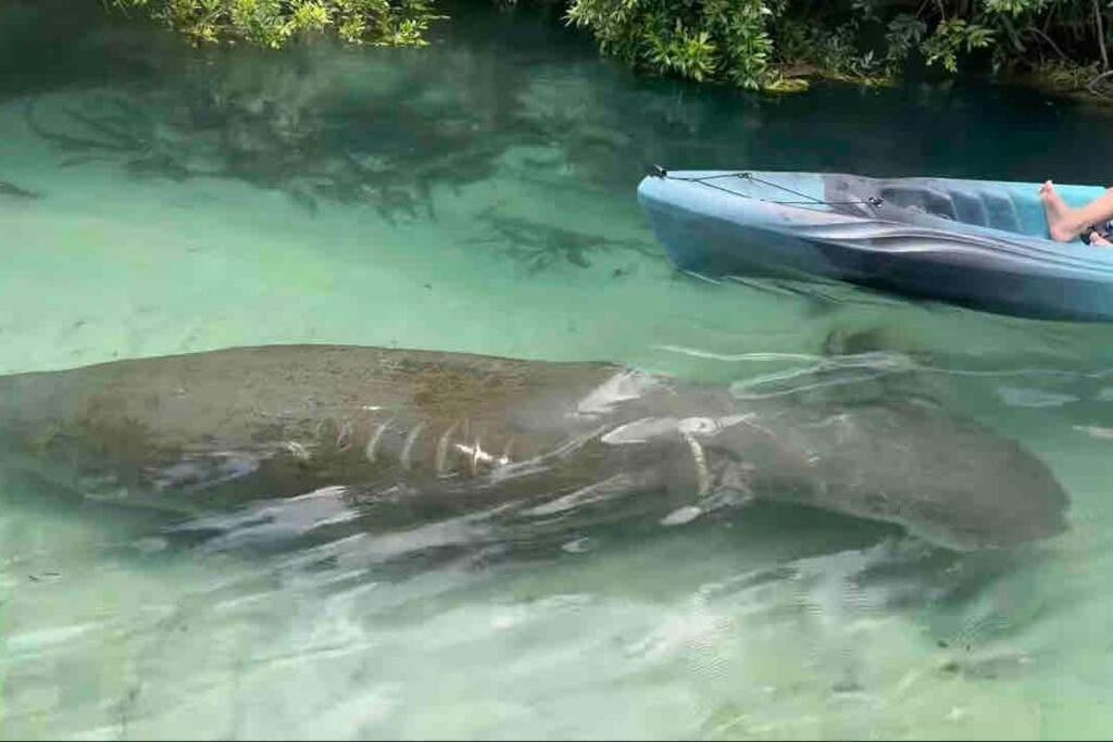 Manatee Oasis Weeki Wachee Family Fun Pool Home สปริงฮิลล์ ภายนอก รูปภาพ